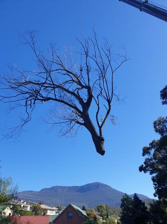 Tree care project in the Huon Valley