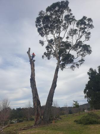Tree removal project