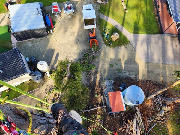 Tree pruning in Kingborough