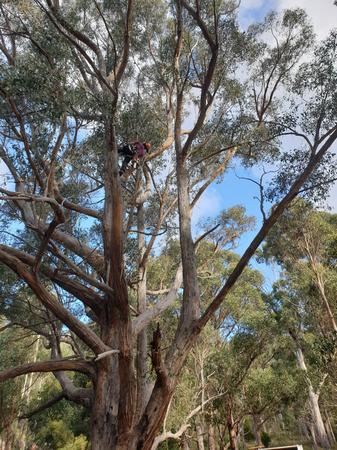 Arborist at work in southern Tasmania