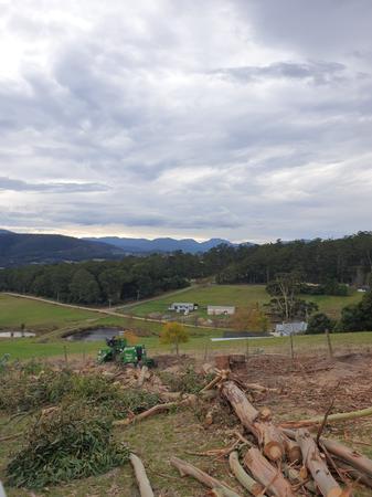 Tree maintenance project