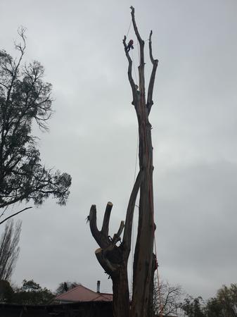 Tree services in Hobart