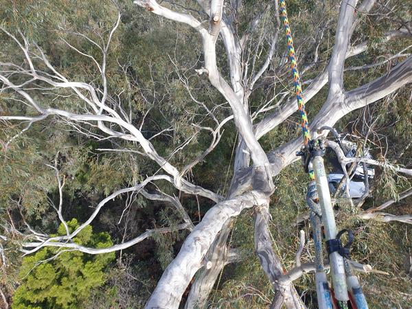 Wood chipping in the Huon Valley