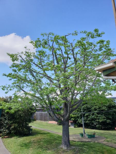 Ongoing tree maintenance