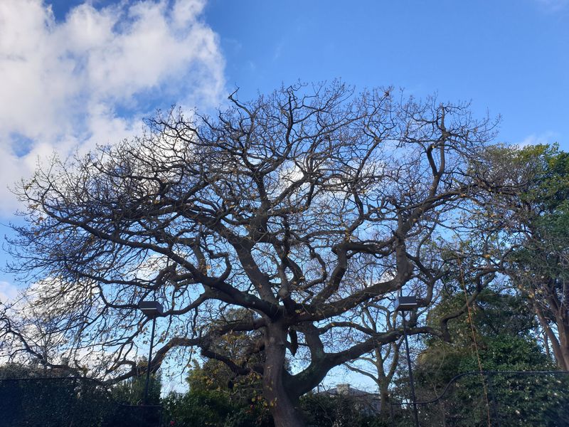 Professional tree pruning