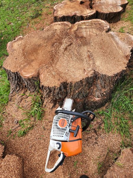 Tree removal in the Huon Valley